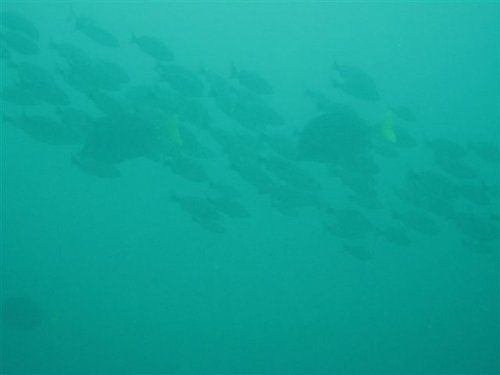 school of fish
